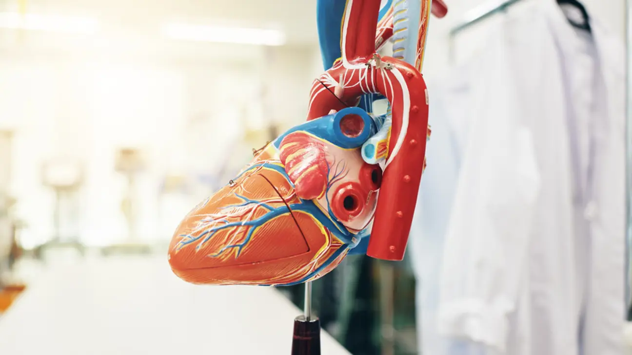 heart-anatomy-and-medical-model-of-organ-for-card-2026-01-09-09-53-01-utc.jpg