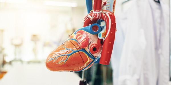 heart-anatomy-and-medical-model-of-organ-for-card-2026-01-09-09-53-01-utc.jpg